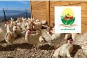 Azienda agricola Ova Domus Meae di Brocco Natascia